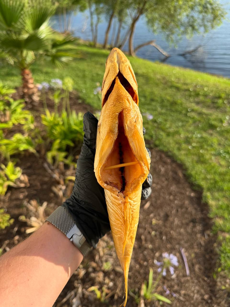 Large smoked Dorado (Копчёная дорадо крупная)