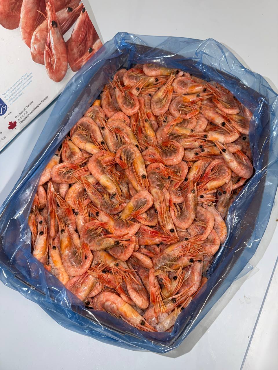 Atlantic Shrimp