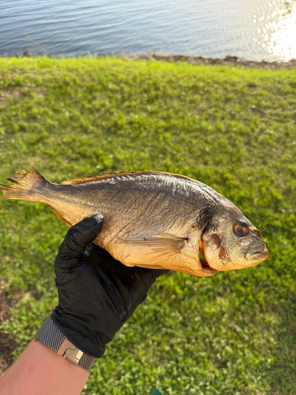 Large smoked Dorado (Копчёная дорадо крупная)