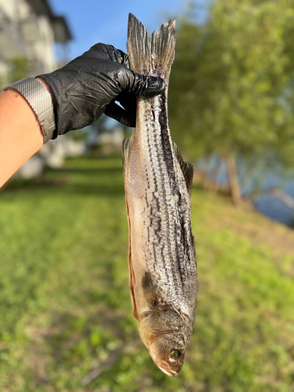 Cold-Smoked Dried White Perch (Вяленый белый окунь холодного копчения)