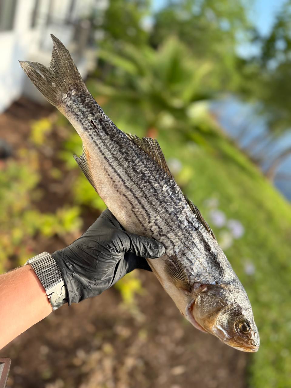 Cold-Smoked Dried White Perch (Вяленый белый окунь холодного копчения)