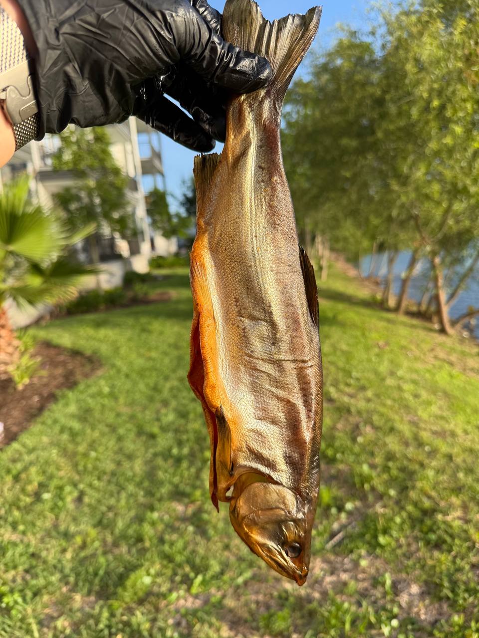 Wild Smoked Coho Salmon (Дикий копченный Кижуч)