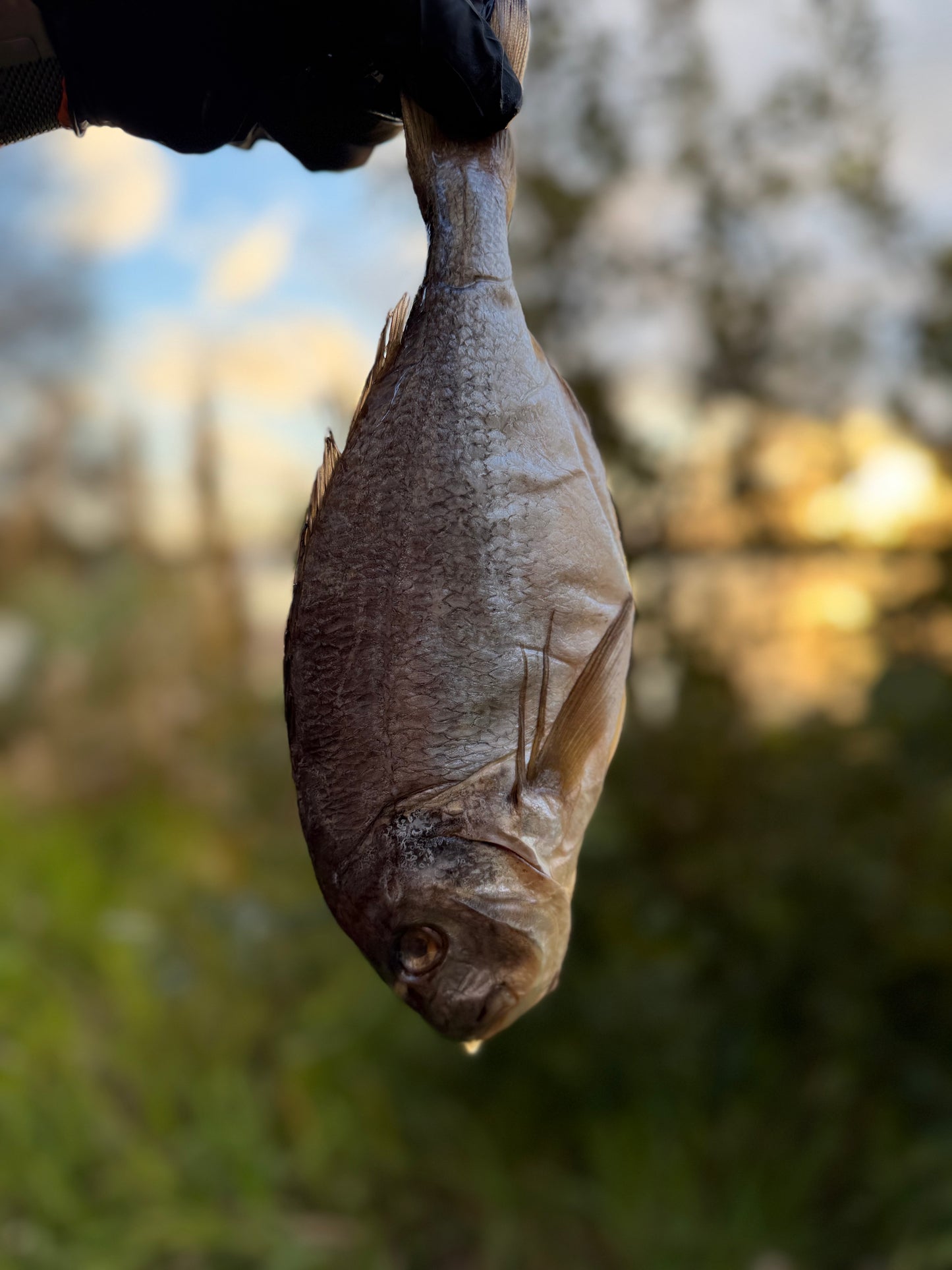 Dried Dorado Salty (Вяленый Дорадо соленый)