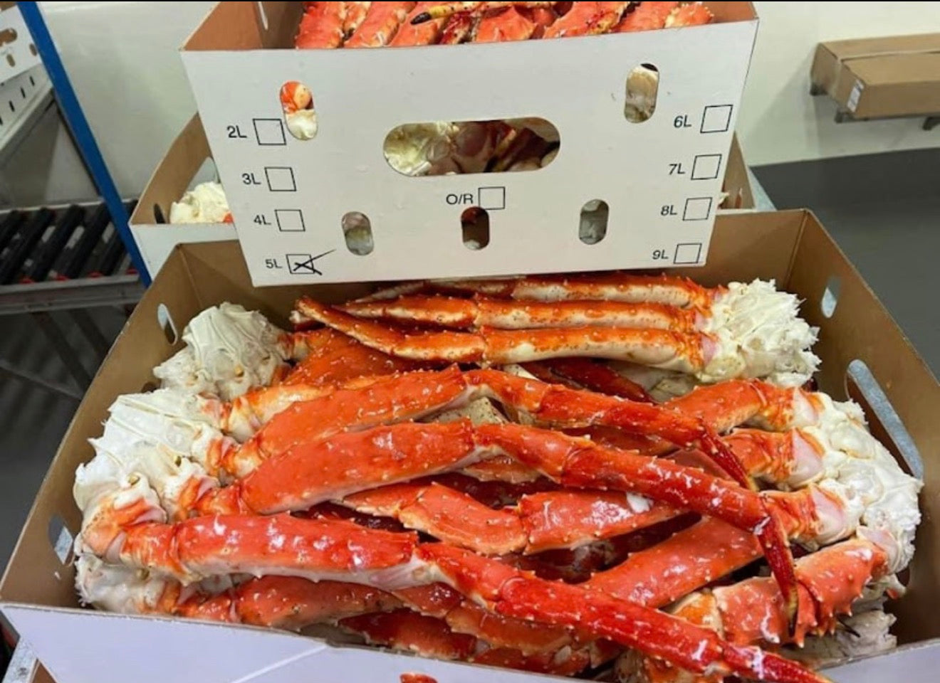 King Crab L size