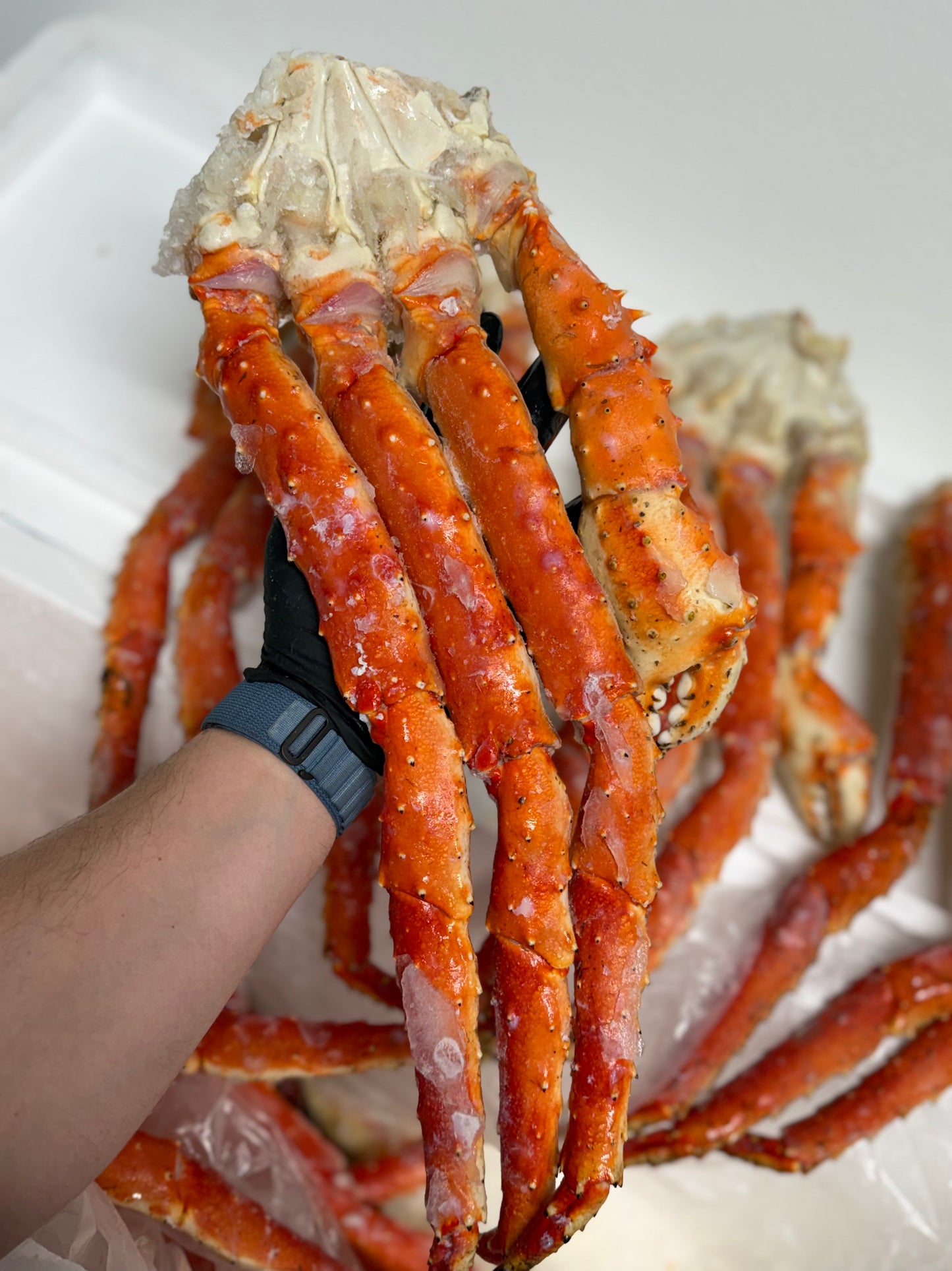 King Crab XL size