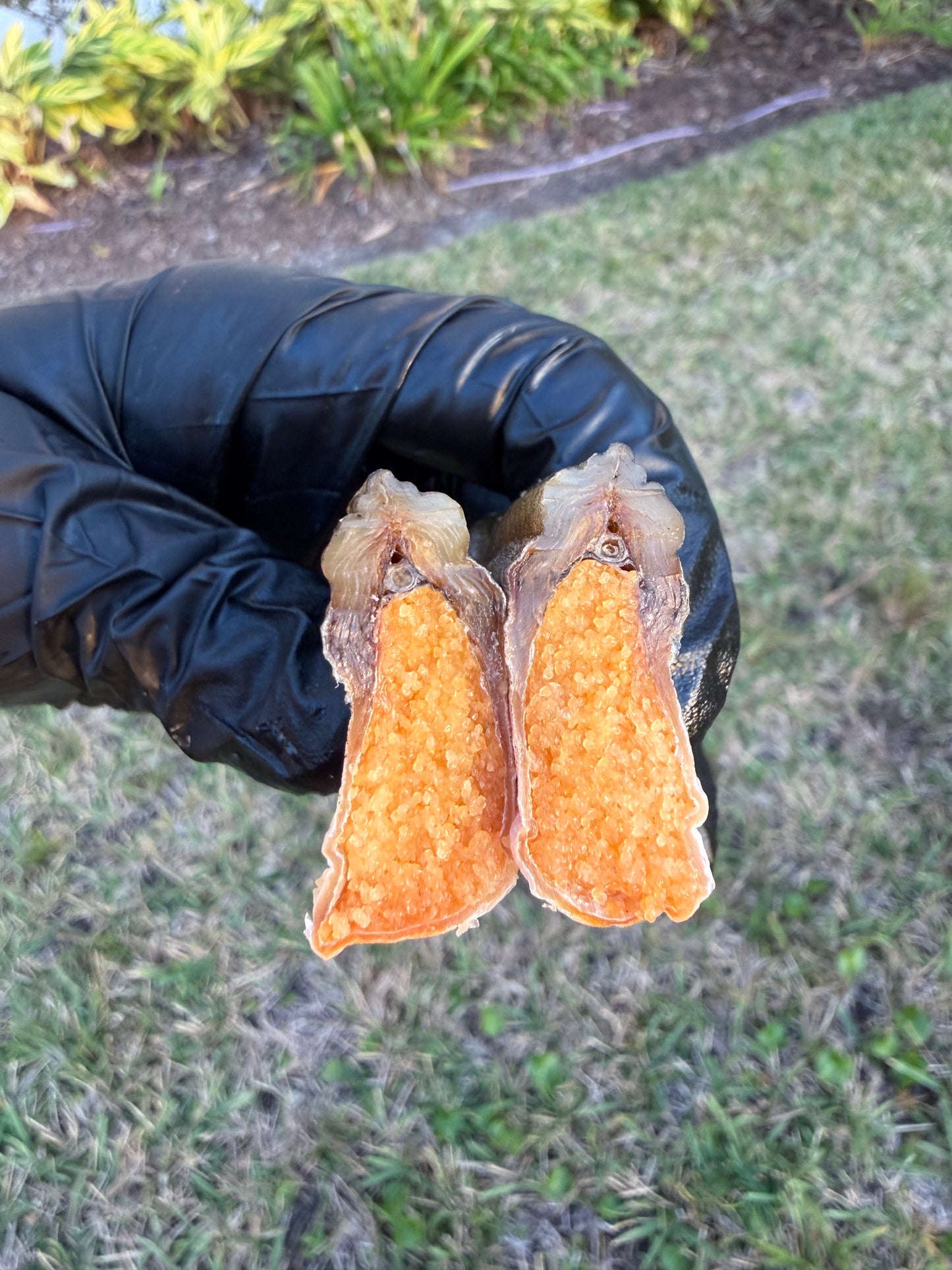 Premium Dried Smelt from Alaska 1Lb  (Вяленная премиальная  корюшка)