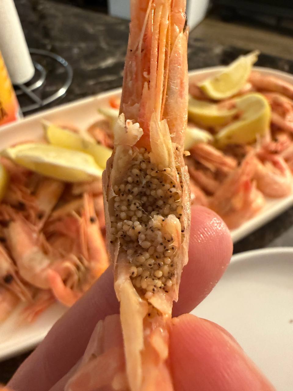 Atlantic Shrimp