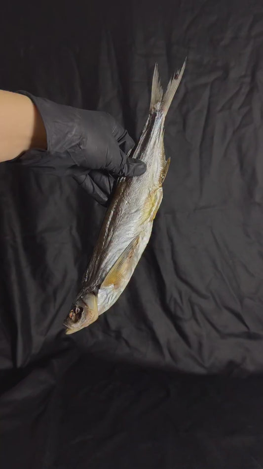 Dried Sabrefish (Chekhon) (4-5 per pack)